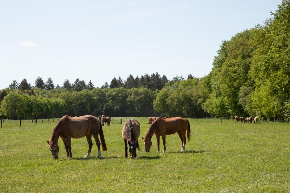 Meer schaduwplekken voor de oude paarden, dat is een van de speerpunten van het nieuwe beheerplan.