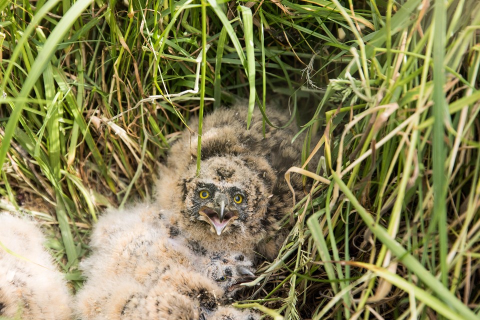 Velduilen-nest in de Eemnesser Zuidpolder.