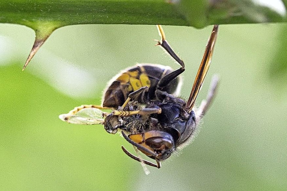 Een Aziatische hoornaar eet een bij. Let vooral op de poot, zwart aan het lijf en geel aan het eind. Het hoofd en lijf zijn donker. Ook het achterlijf is voornamelijk bruin-zwart met gele accenten/ringen.
