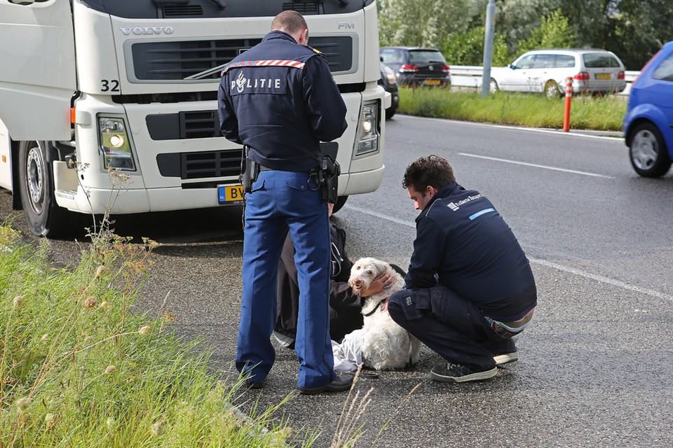 Hondje gewond bij aanrijding met vrachtwagen in Heemstede. Foto: Rowin van Diest