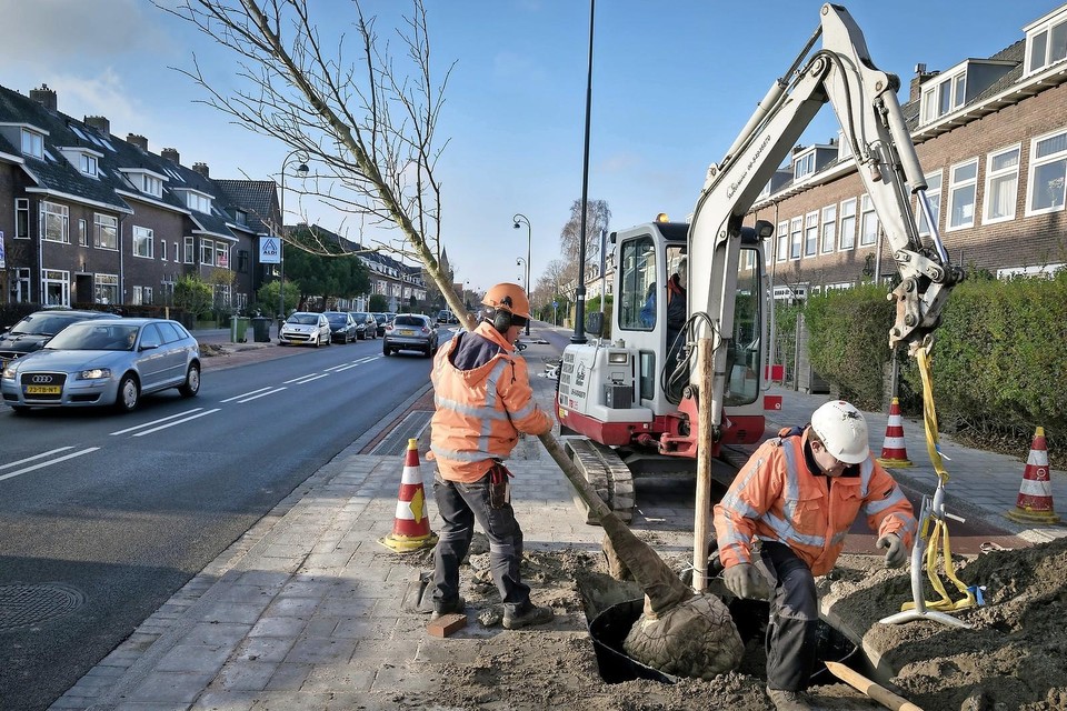 De eerste boom wordt geplant in de Zaanenstraat.