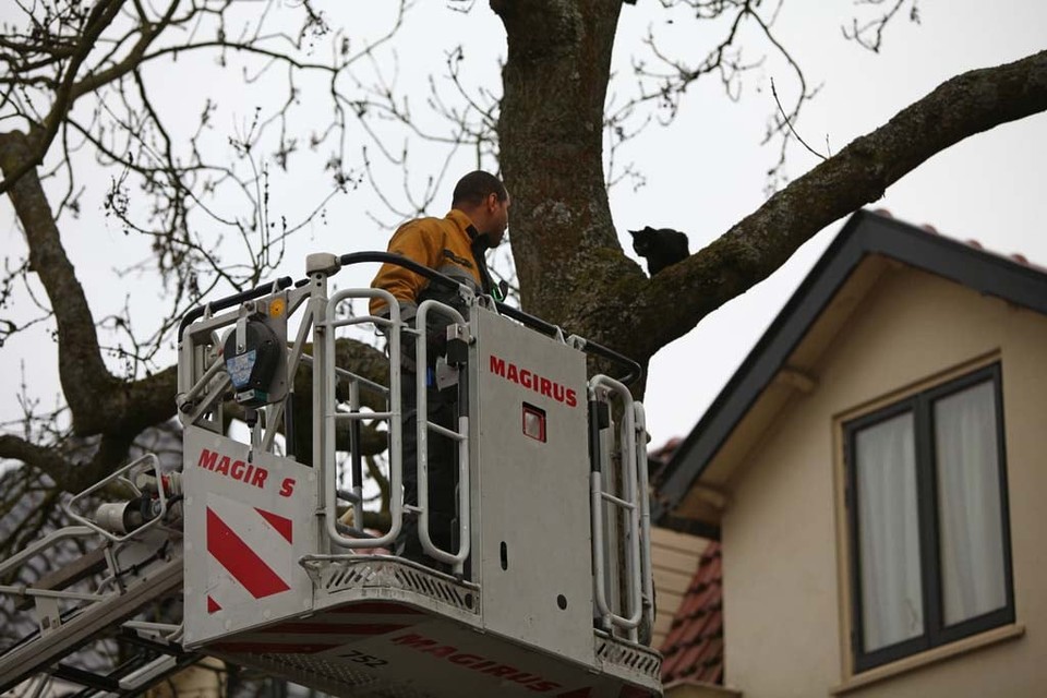 Brandweer redt poes uit hoge boom in Haarlem. Foto: Rowin van Diest