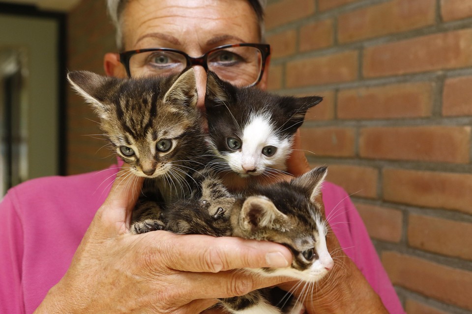 Afslachten Nest cafetaria Dierentehuis overspoeld met jonge katjes: 'Onbegrijpelijk, zo veel tegelijk  nu' | Gooieneemlander