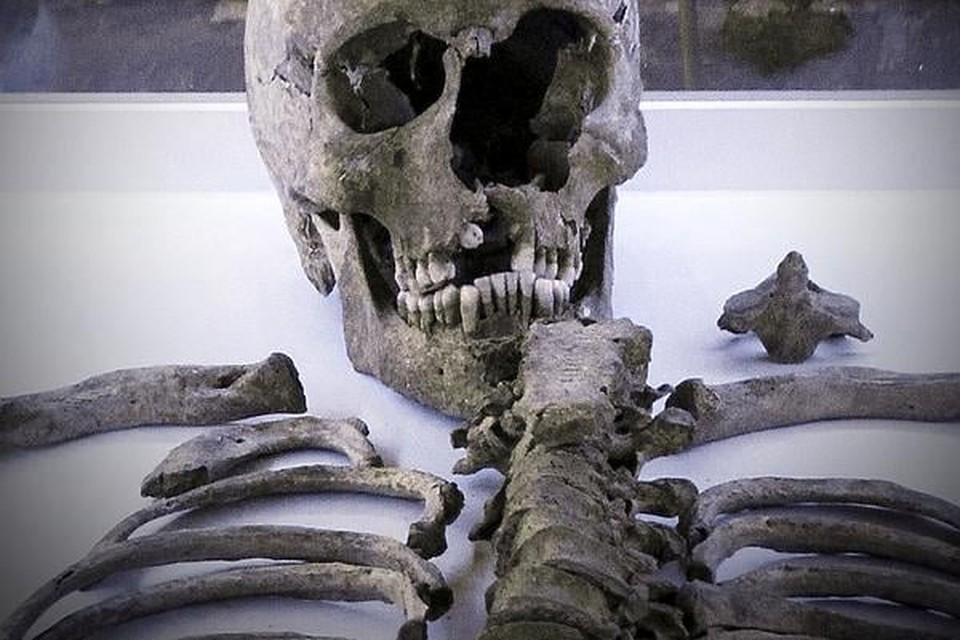 
De in 2012 opgegraven schedel van Cornelis.
