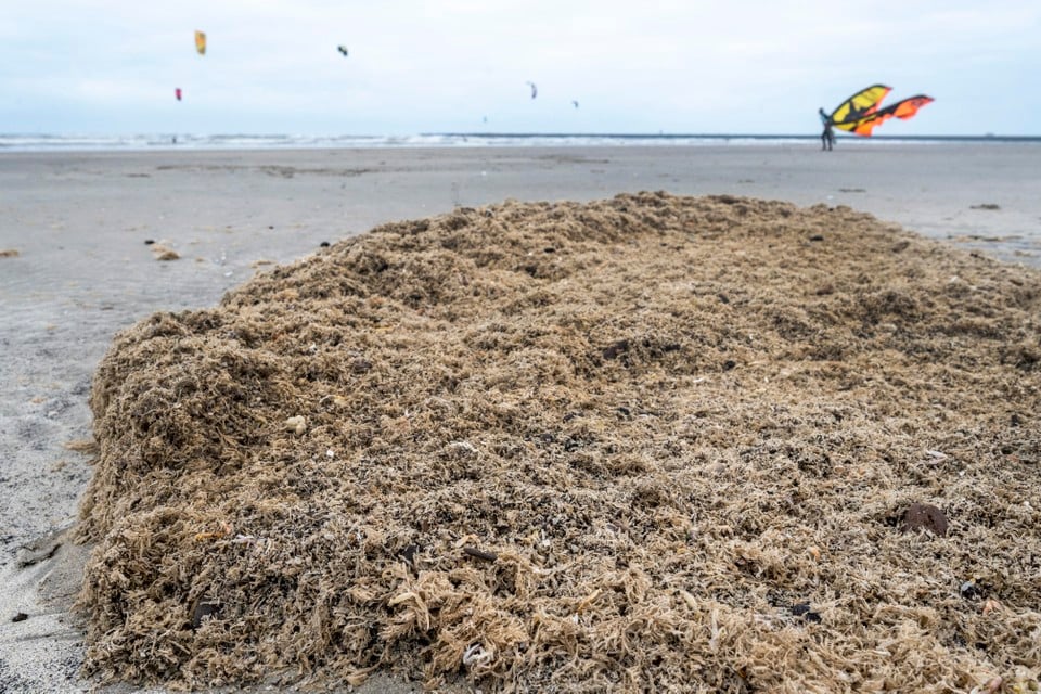 Hopen aangespoelde mos op het strand van IJmuiden aan Zee.