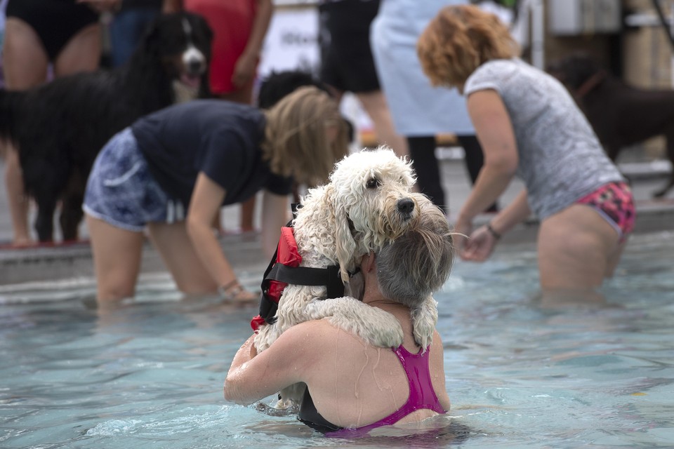 Sommigen honden moesten een beetje geholpen bij de plons in zwembad De Houtvaart