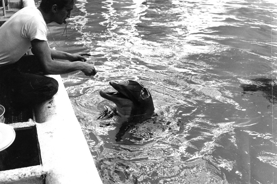 John Slootmaker tijdens het trainen van de dolfijnen.