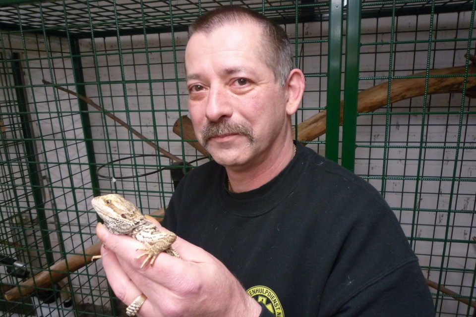 Rob Dumont met in zijn hand een baardagame, de Reptielenopvang neemt deze ’populaire huisdieren’ niet meer op.