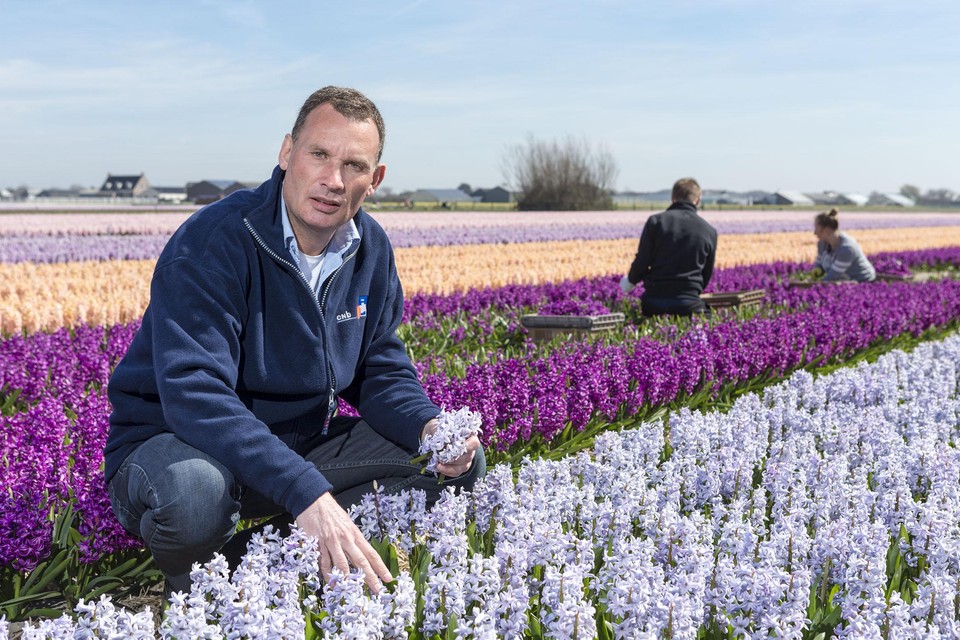Ted Kortekaas: ,,We zouden de hyacinten uit Noord-Holland hebben moeten halen.’’
