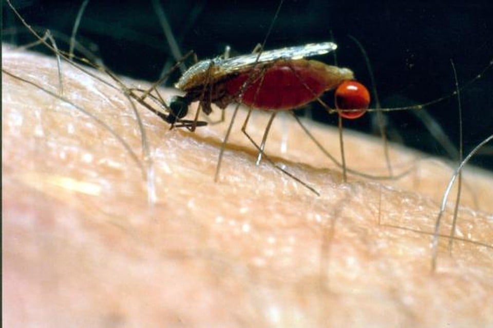 Mug doorboort de huid om mensenbloed op te zuigen.