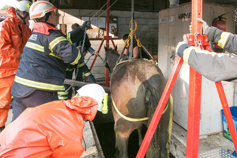 Paard gered uit gierkelder in Lage Vuursche. Foto Caspar Huurdeman