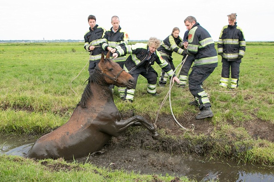 Brandweer Eemnes redt paard uit sloot. Foto Caspar Huurdeman