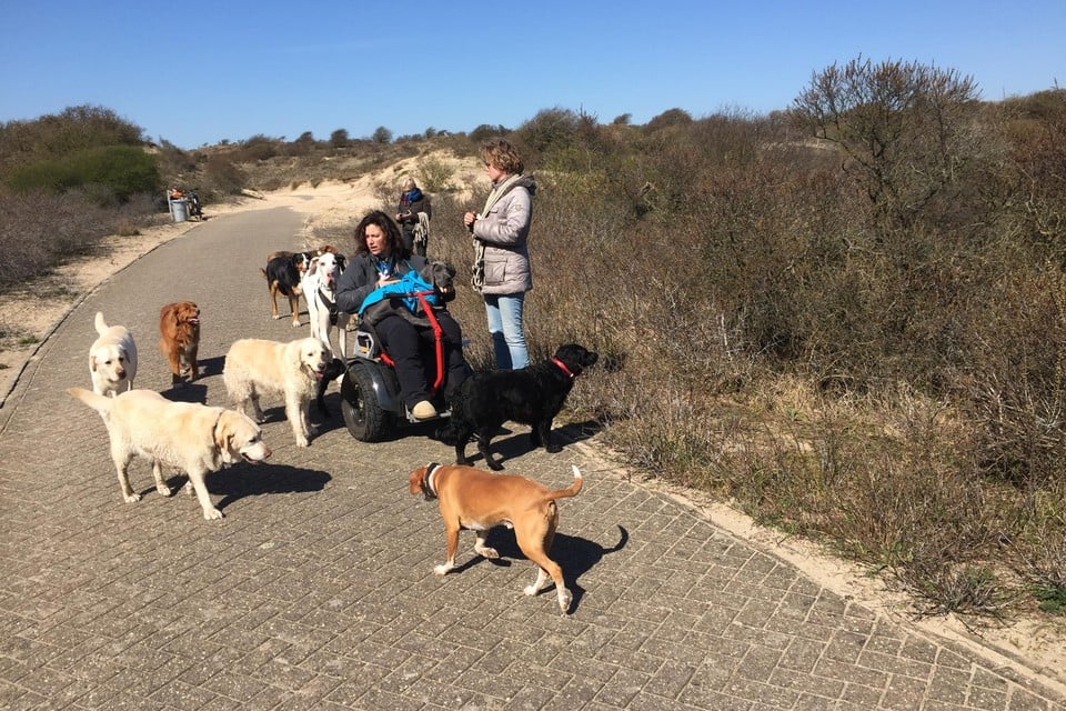 Situatie woensdag op het Duinpieperpad in het Kraansvlak, waar honden vrijelijk over het fietspad en in de duinmeertjes mogen banjeren.