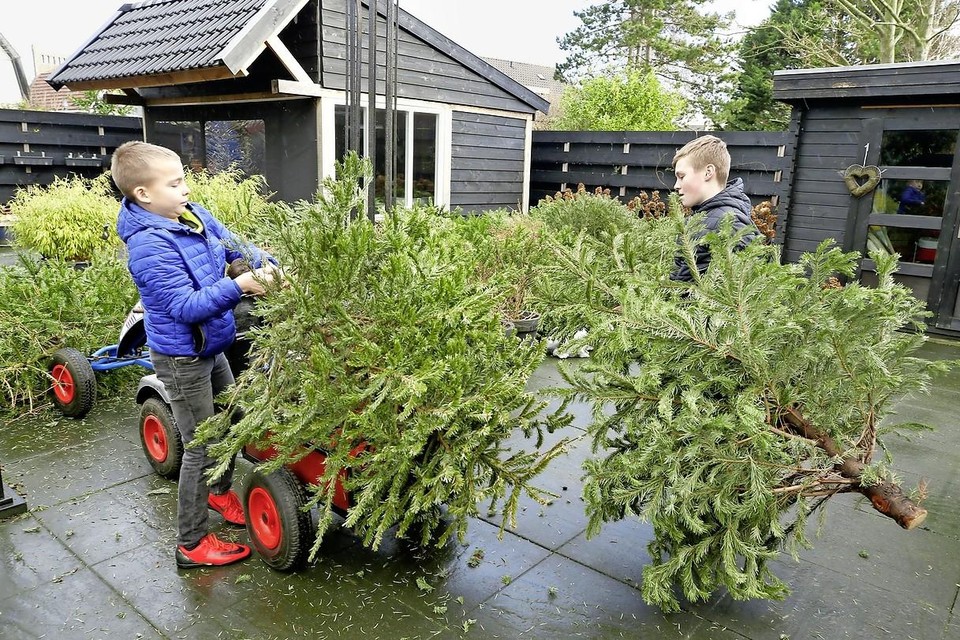 Kerstbomeninzameling vorig jaar. Jos Koedijk (11) en Tim de Waard (12) hadden hier al zo'n 60 kerstbomen verzameld in de achtertuin van Tims ouders. Opgehaald met de skelter of gesleept achter de fiets.