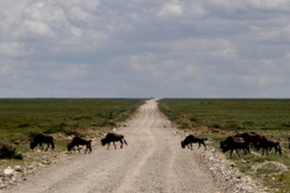 Migrerende gnoes steken weg over in Serengeti National Park. (Foto: Bob van Huët)