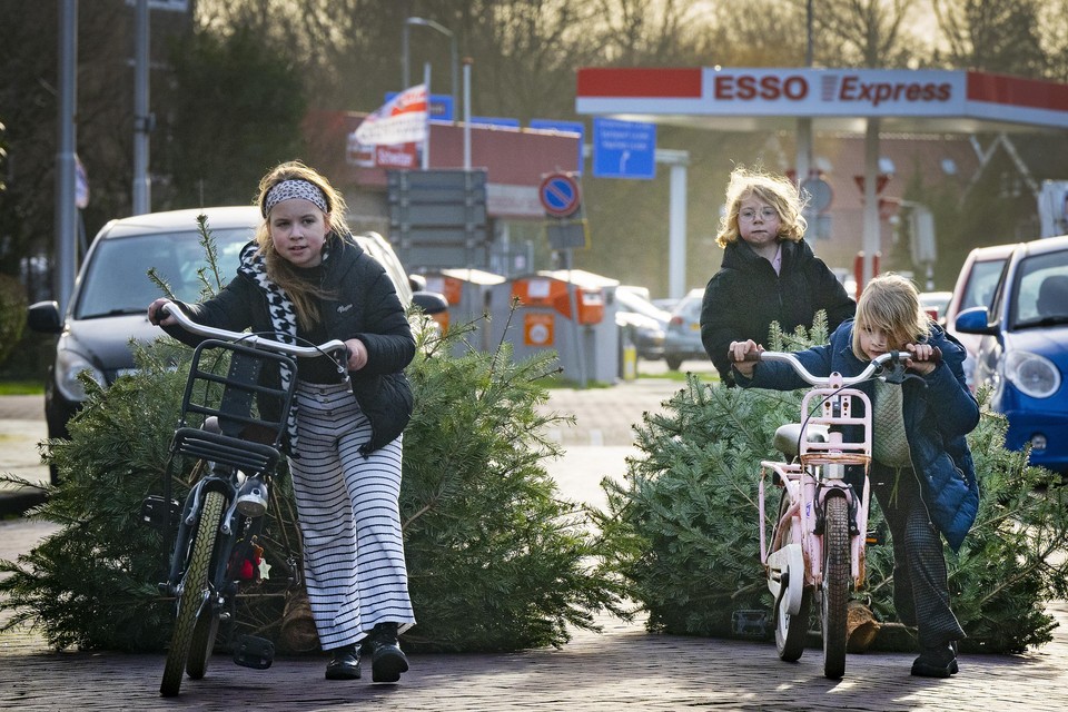 Sommige kinderen, zoals in Velsen-Zuid, hebben hun boom achter de fiets gebonden.