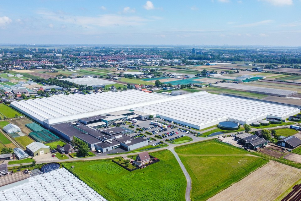 Het Heemskerkse bedrijf Floricultura - wereldwijd actief - moet als gevolg van de energiecrisis afscheidnemen van in totaal circa honderd werknemers.