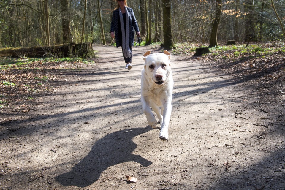 Loslopende hond in het Burgemeester Rijkerspark