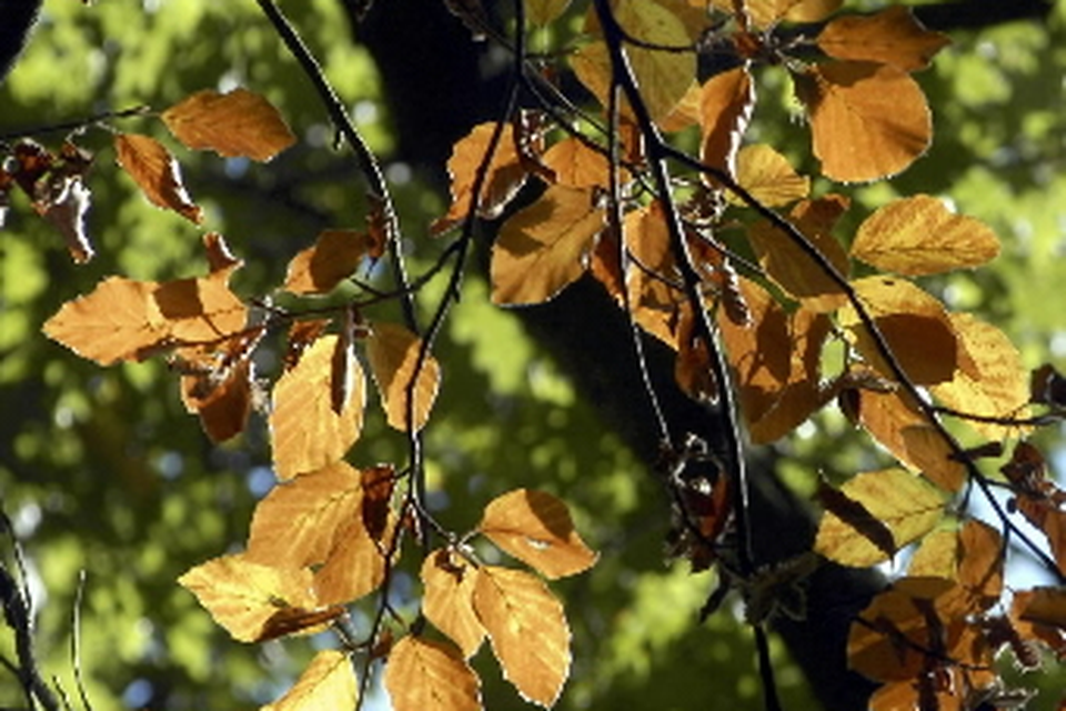 Baarnse spoorbomen langer dicht door herfstblaadjes. Archieffoto