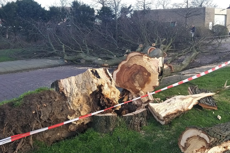 Omgewaaide boom aan de Heerenduinweg.