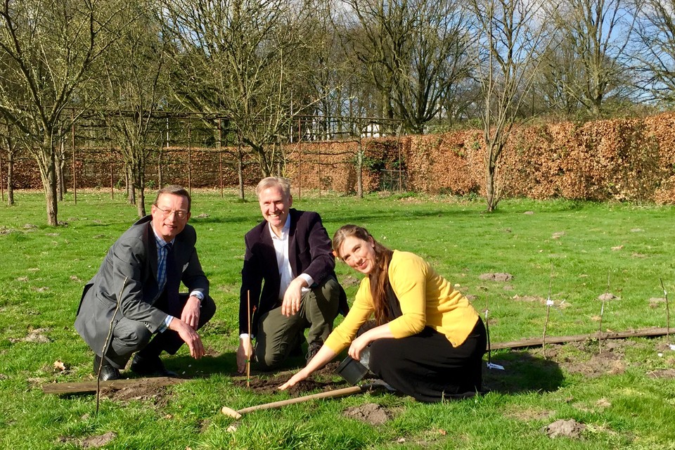 Directeur Floris de Gelder van Paleis Soestdijk (links), Göran Christiansson van Trees for Peace en Marieke van Groenendael van Baarnse Bloemen planten het jonge uienboompje.
