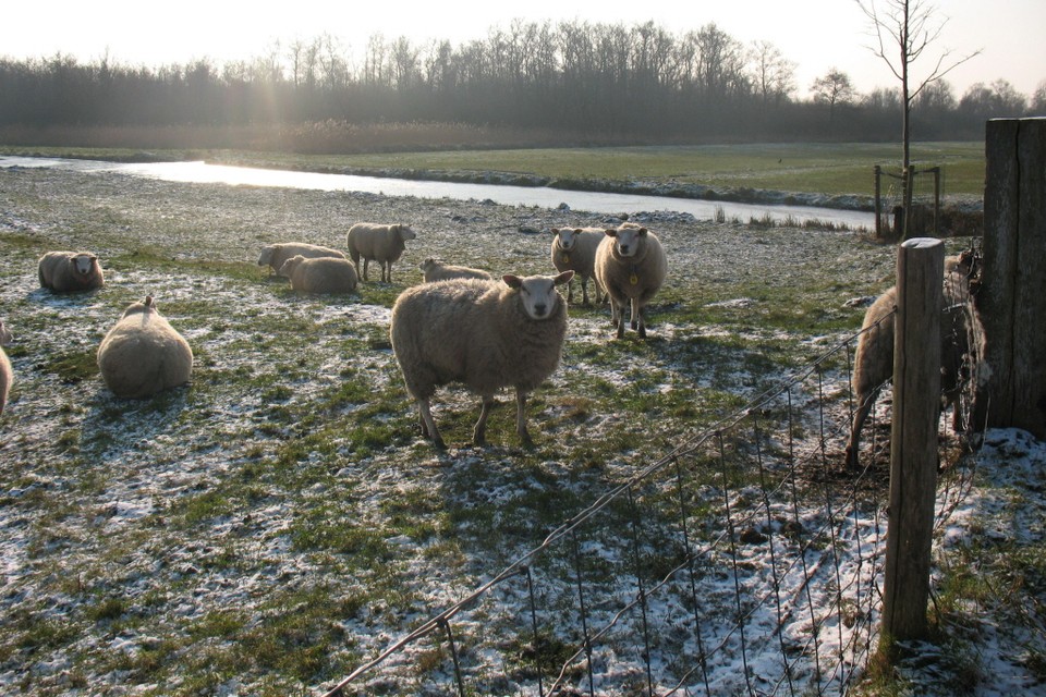 Winter in Ankeveen. Foto HDC Media