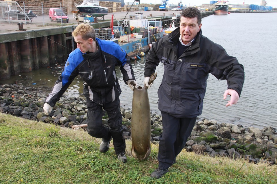 De dode zeehond wordt aan land gebracht. Foto Ko van Leeuwen