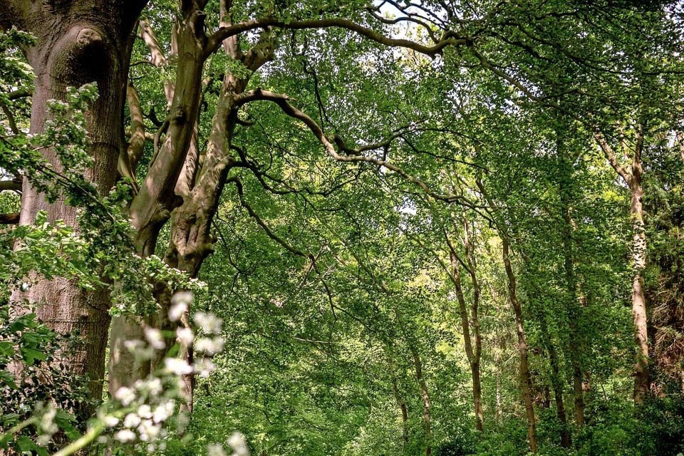 Lokhorsterduin is het enige bos van Hillegom, maar niettemin bij veel Hillegommers onbekend.