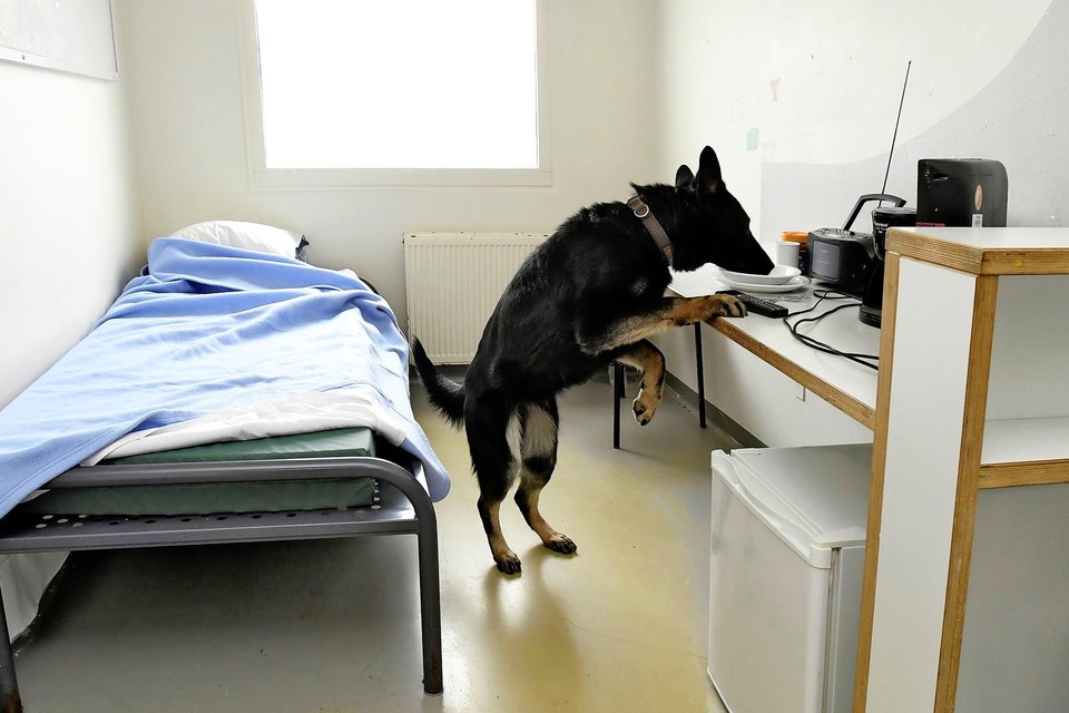 Een in het vinden van mobiele telefoons getrainde hond snuffelt rond in een cel in Heerhugowaard.