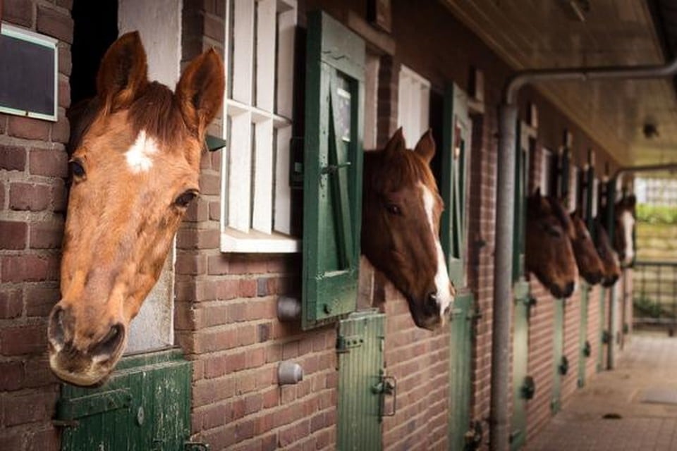 Twee paarden kijken vanuit hun box nieuwsgierig naar buiten.