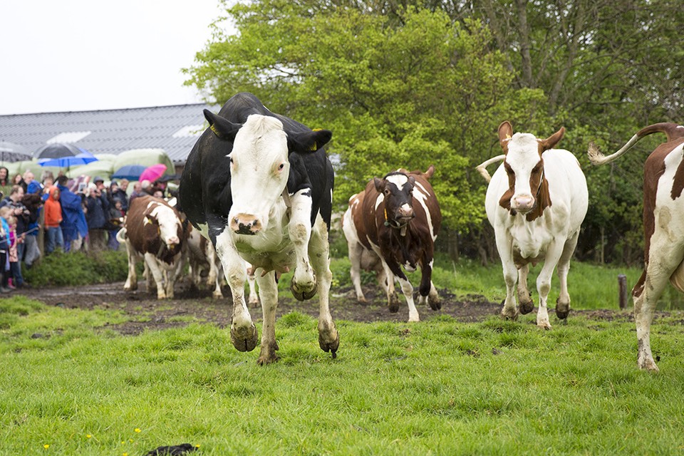 Dansende koeien de wei in bij melkveehouderij De Ettingen. Foto: Michel van Bergen