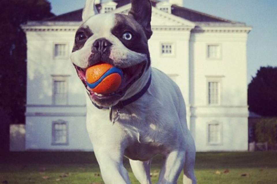 Tom Gannagé-Stewart fotografeerde zijn hond Hodge die werd uitverkozen tot winnaar in 2014