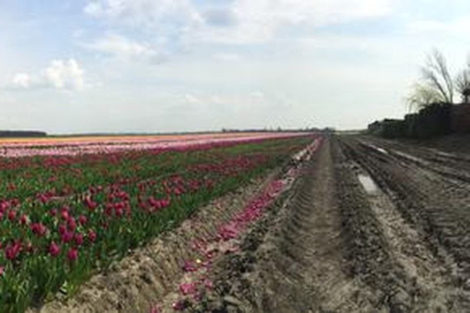 
Het tulpenveld in kwestie langs de Hoofdweg-oostzijde, niet ver van het viaduct in de A44. Foto’s Paul van der Kooij
