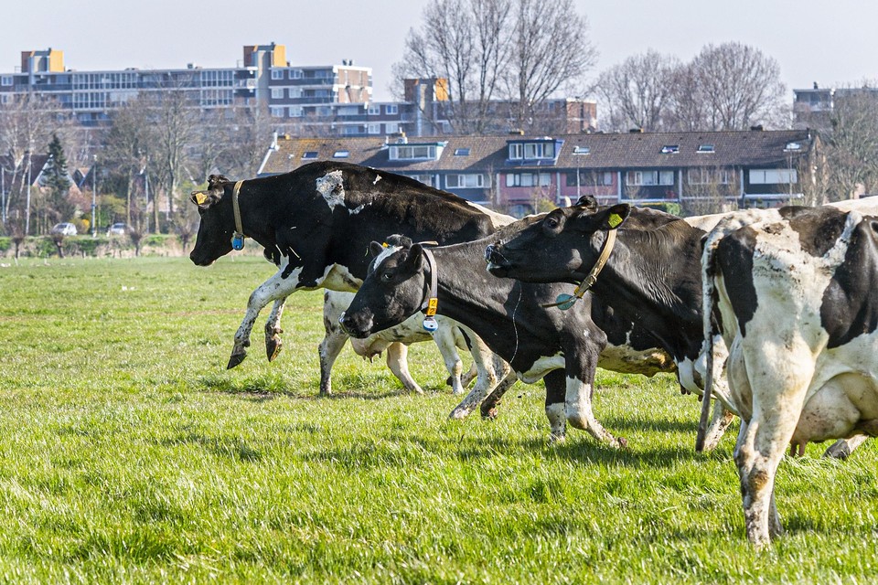 De koeien mogen weer naar buiten aan de Zuid Schalkwijkerweg.