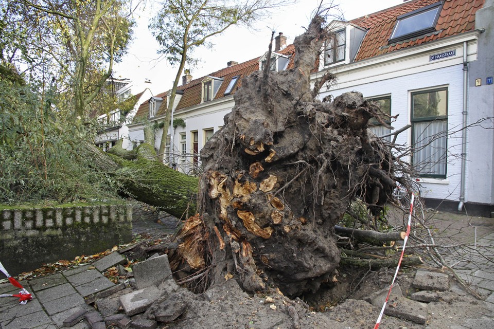 Gesneuvelde boom naast parkeergarage De Kamp wacht om afgevoerd te worden. Foto Richard Stekelenburg